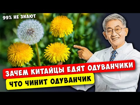 Тайное оружие Китайцев от Сотни Болезней! Что чинит Одуванчик...