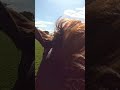 Feel the thrill of a winning #RoyalAscot ride firsthand with William Buick and Hand of God | #Shorts