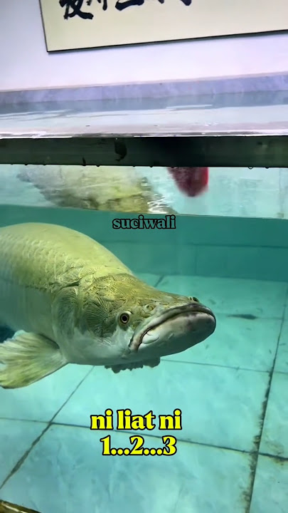 Jangan kedip kalau melihat arapaima lagi makan #arapaima #ikan #shortviral #trendingshorts