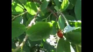 Ecolodgical Concern 8D Technical Lyceum Dniprodzerzhinsk