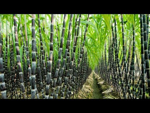 Agriculture Technology - SugarCane Cultivation - SugarCane Farming and Harvesting, processing