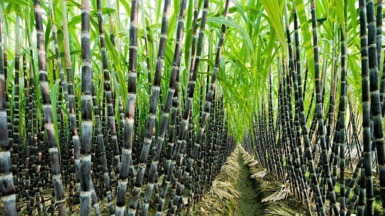 Agriculture Technology - SugarCane Cultivation - SugarCane Farming and Harvesting, processing - YouTube
