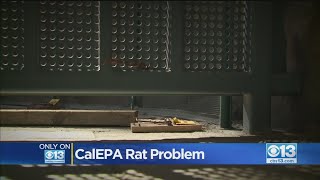 CalEPA Not Going Green In Solving its Rat Problem