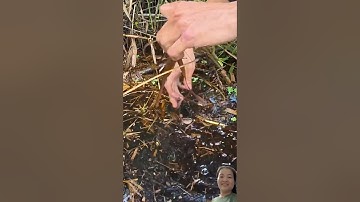 Anh em cắm câu dính cá lóc ngon #fishing #shorts #shortvideo #short #shortsvideo