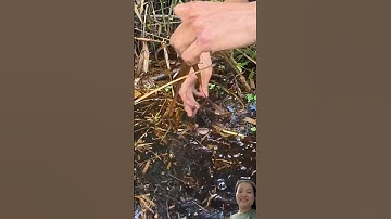 Anh em cắm câu dính cá lóc ngon #fishing #shorts #shortvideo #short #shortsvideo