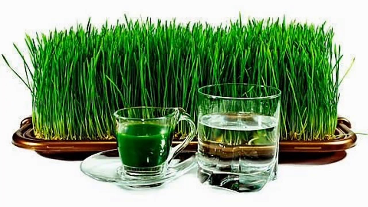 сок ростков пшеницы wheatgrass. ростки пшеницы вред. микрозелень зародыши пшеницы. проращиватель для ростков пшеницы. ростки пшеницы вред.