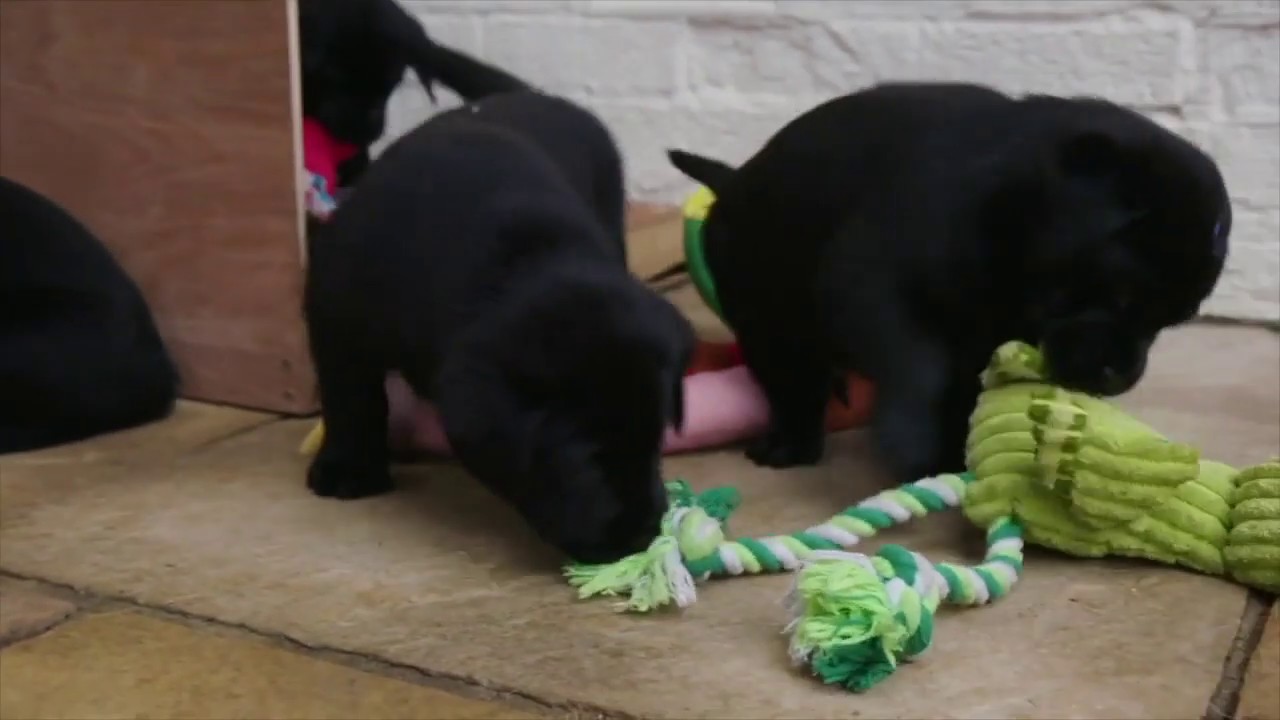 Our life-changing dogs | Dogs for Good