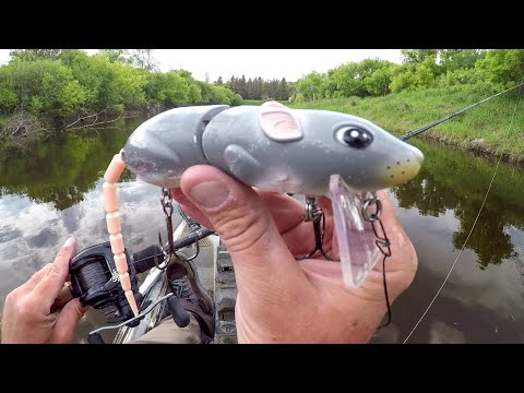Fishing A Rat Lure On A River FULL Of Ferocious Beasts!