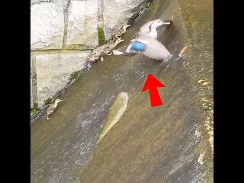 弱い養子も見捨てない母カモの決断【カルガモ親子】