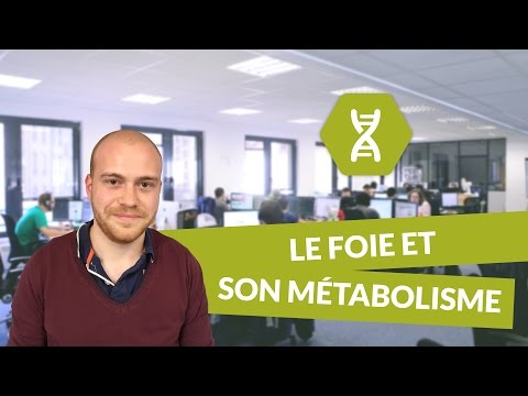 Physiologie digestive, foie et son métabolisme - Physiologie - digiSchool