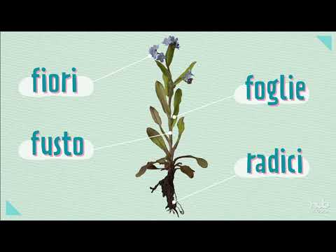 Video: Come sono suddivisi i phyla vegetali?