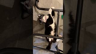おやつをもらうのに苦労する猫#shorts #明日の動画