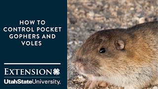 How to Control Pocket Gophers and Voles