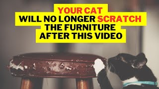چگونه گربه ام را از خراشیدن مبلمان جلوگیری کنم | خاراندن گربه screenshot 3