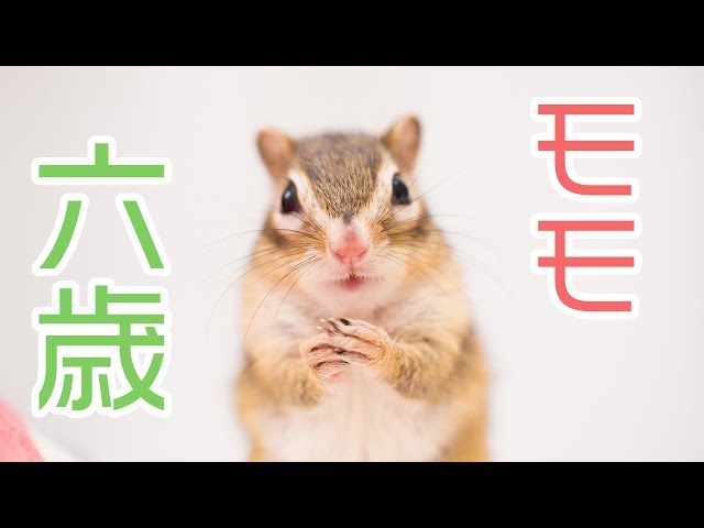 【誕生日】シマリスモモさんが6歳になりました！/Chipmunk Momo became 6 years old !!