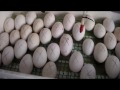 Закладка гусиных яиц в домашний инкубатор 19.03. 17.