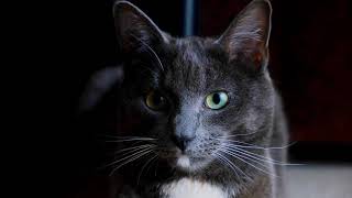 Beautiful Cat ist Focused | Focus Cat by OnlyCats101 5 views 3 years ago 12 seconds