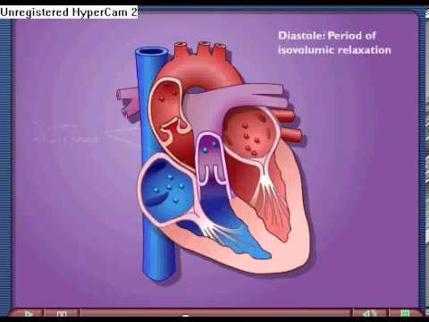 Cardiac Cycle - Systole & Diastole - A Level Biology - YouTube simple function diagram 