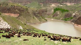 Koyunlari Tuzladiktan Sonra Nehre İni̇yoruz - Pozgewr Ayi Görüyör