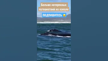 Огромные киты в ЮАР 🤩 Плаваем вместе с китами. Осень 2017