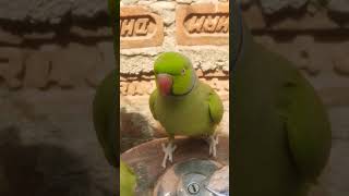 Parrot Talking #parrot #talkingparot