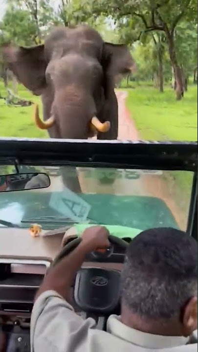🦣 Elephant Attack at Bandipur Tiger reserve forest 🔥 Hats off to the Driver😍
