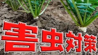 【家庭菜園】大根、害虫対策で防虫ネット張った#2-3