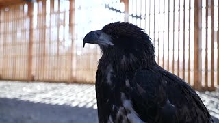 Celebrity Lead poisoning kills 3 bald eagles in 4 weeks at Eaton Rapids wildlife center Wealth