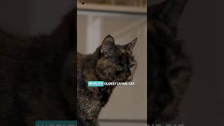 Famous Meet the Oldest Cat in the World! 🐱 29 Years Young?! 😲 #didyouknow Net Worth