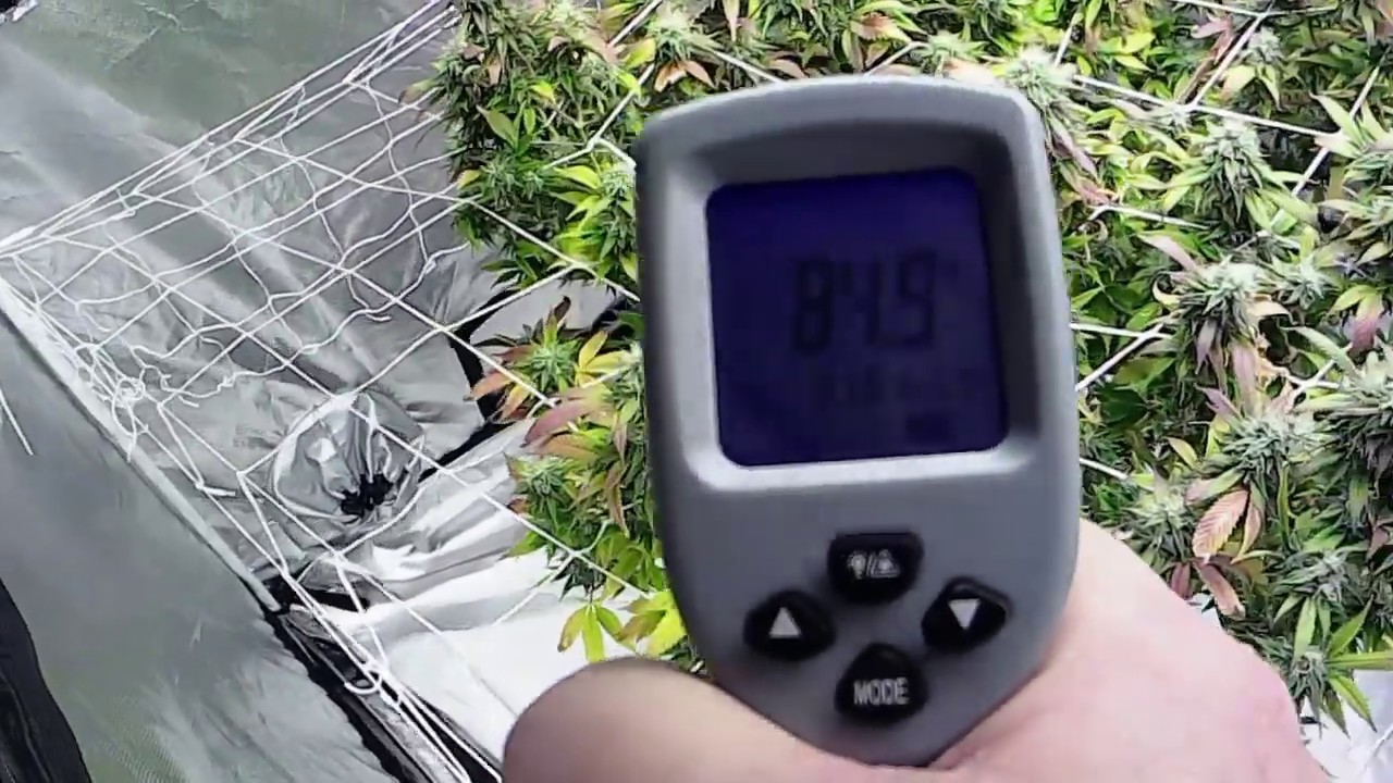 GG4 - Day41F - 3 Gal. Pot