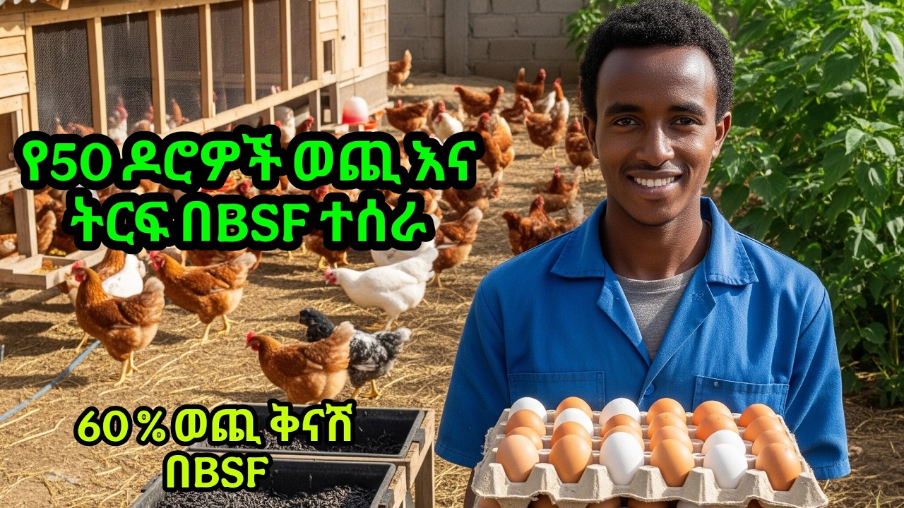 የ50 ዶሮዎች ሙሉ ወጪ እና ትርፍ በBSF ተሰራ