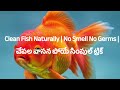 Fish Clean ఇలా చేస్తే వాసన ఉండదు | Natural Trick Smell & Bacteria Remove