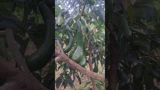 Sab034 avocado by Kebun Sidatani.