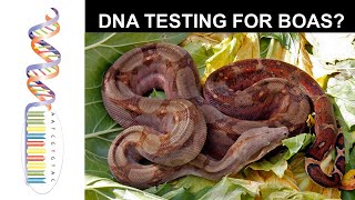 Celebrity DNA Testing for Boas? Wealth
