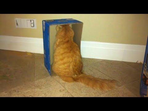 NINJA CATS! There's absolutely NOTHING MORE FUNNY!   FUNNY CAT TRY NOT TO LAUGH