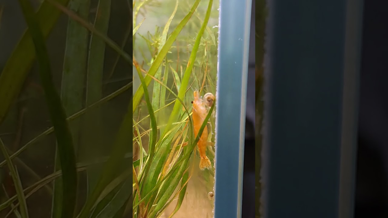 Will Shrimp eat the snail or not? Watch till end | Interesting and Fun video | Travel Olagam