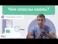 Чем опасны постельные клопы? Уничтожение и обработка от клопов