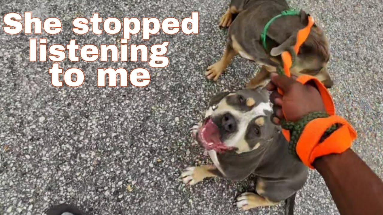 I lost control over my dog (Aida) it was horrible and embarrassing 😡