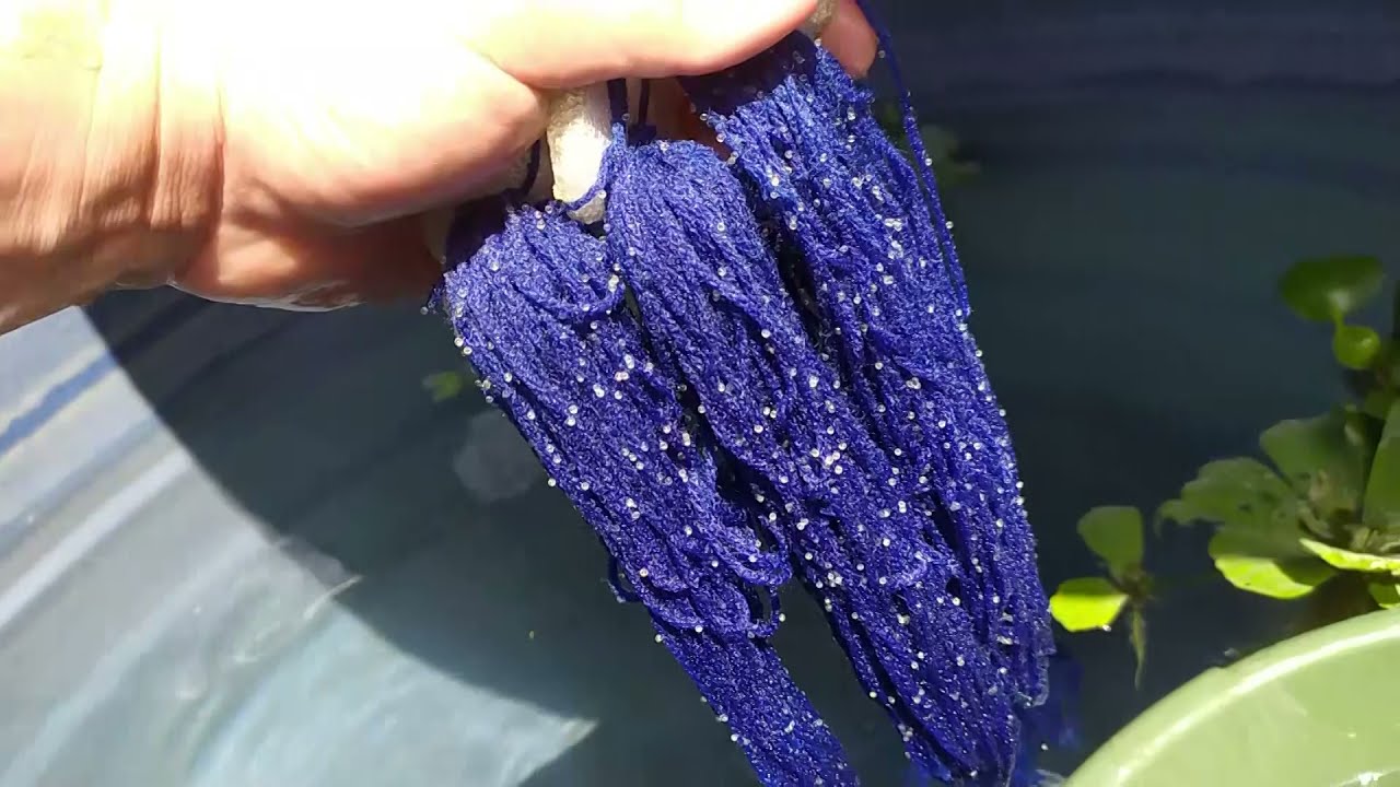 Segunda desova dos kinguios, olha só a quantidade de ovos.