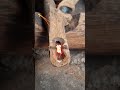 fire saw using bamboo fireboard #firemaking #survivalfire#primitivefire #outdoorskill