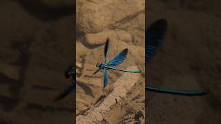 Blauflügel Prachtlibelle Auf Der Jagd