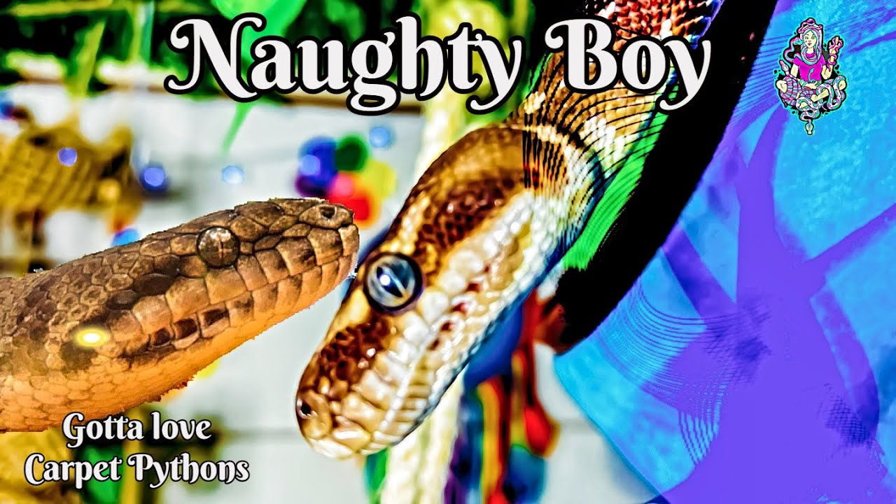 Moments In A Day With Bored Snakes, Vanishing Snakes And A Birds Love