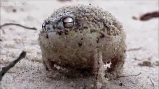 Angry Squeaking Frog but it's Alex Jones Profile