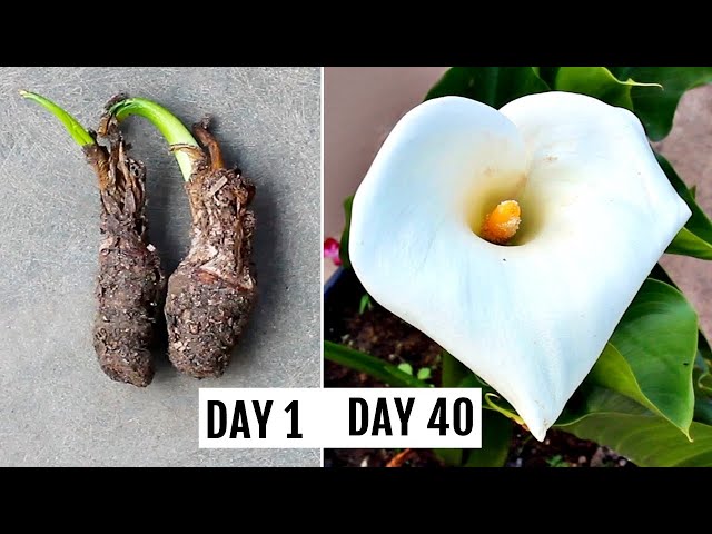 How To Grow Calla Lily RIGHT Way At RIGHT Time? - YouTube