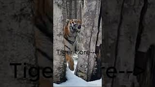 Tiger Core #animal #tigercore