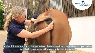 Taking Your Horses Temperature