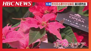 Poinsettias, cyclamens, and other potted flowers that brighten up