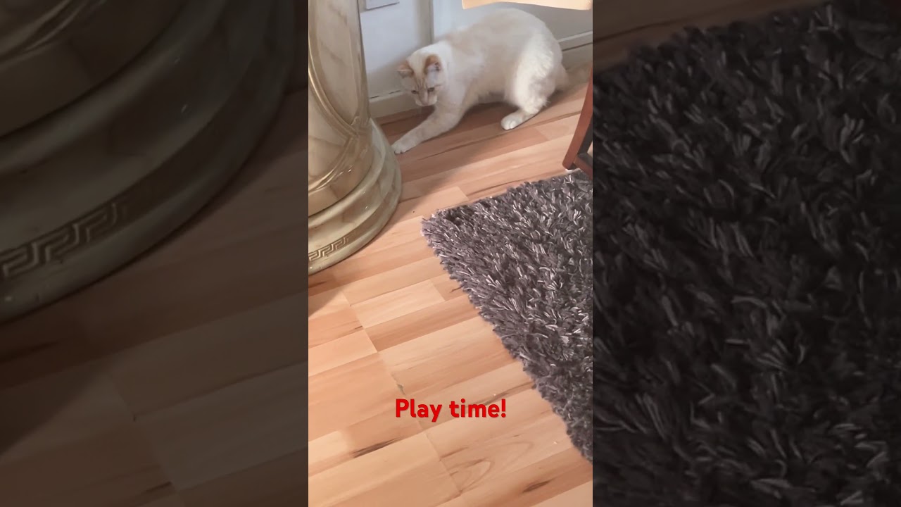 Time for my ginger-white cat to Play!   -//