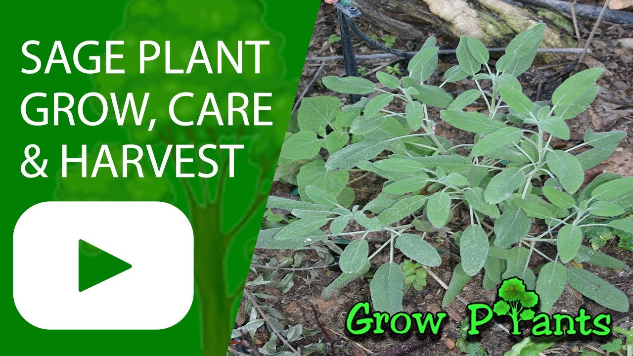 guava plant for sale Guava Red Tree – SoulFire Farm