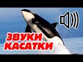 Звуки касаток или как поют касатки?